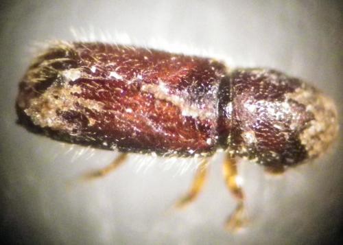 Réf. 287 268 : Scolytinae inconnu